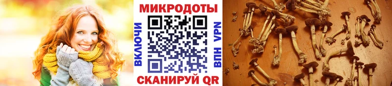 дарк нет как зайти  Новодвинск  Псилоцибиновые грибы GOLDEN TEACHER 